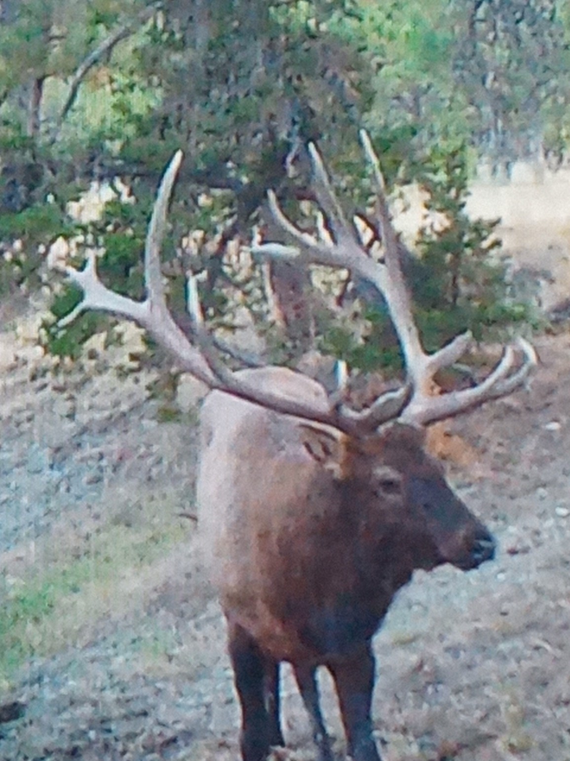 Windancer Ranch | | Custer, Montana
