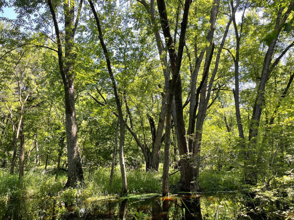 71.8-Acre Heavily Wooded Hunting Parcel with 4,500 Ft of St. Francis River Frontage