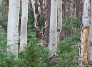 Colorado outfitting business for sale near Montrose, CO has elk, deer, bear hunting