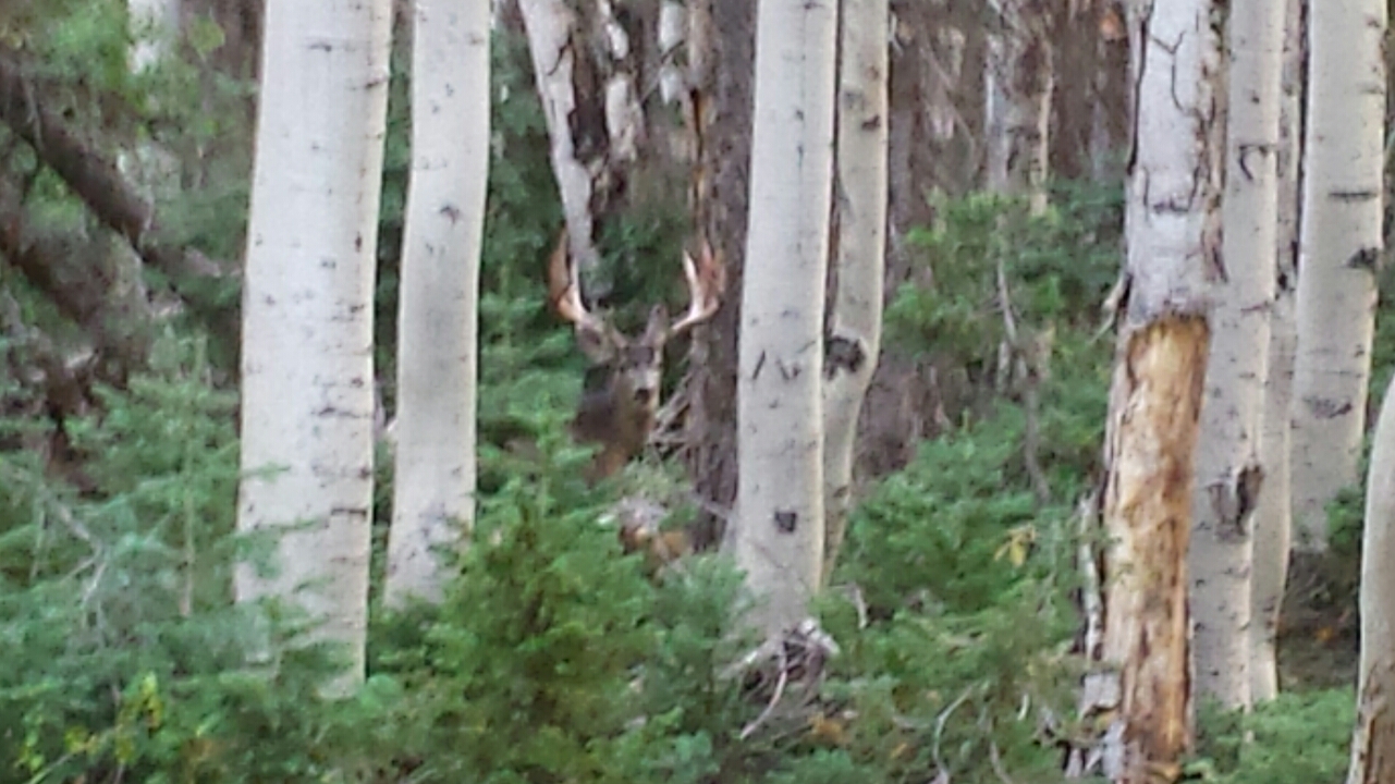 Colorado outfitting business for sale near Montrose, CO has elk, deer, bear hunting