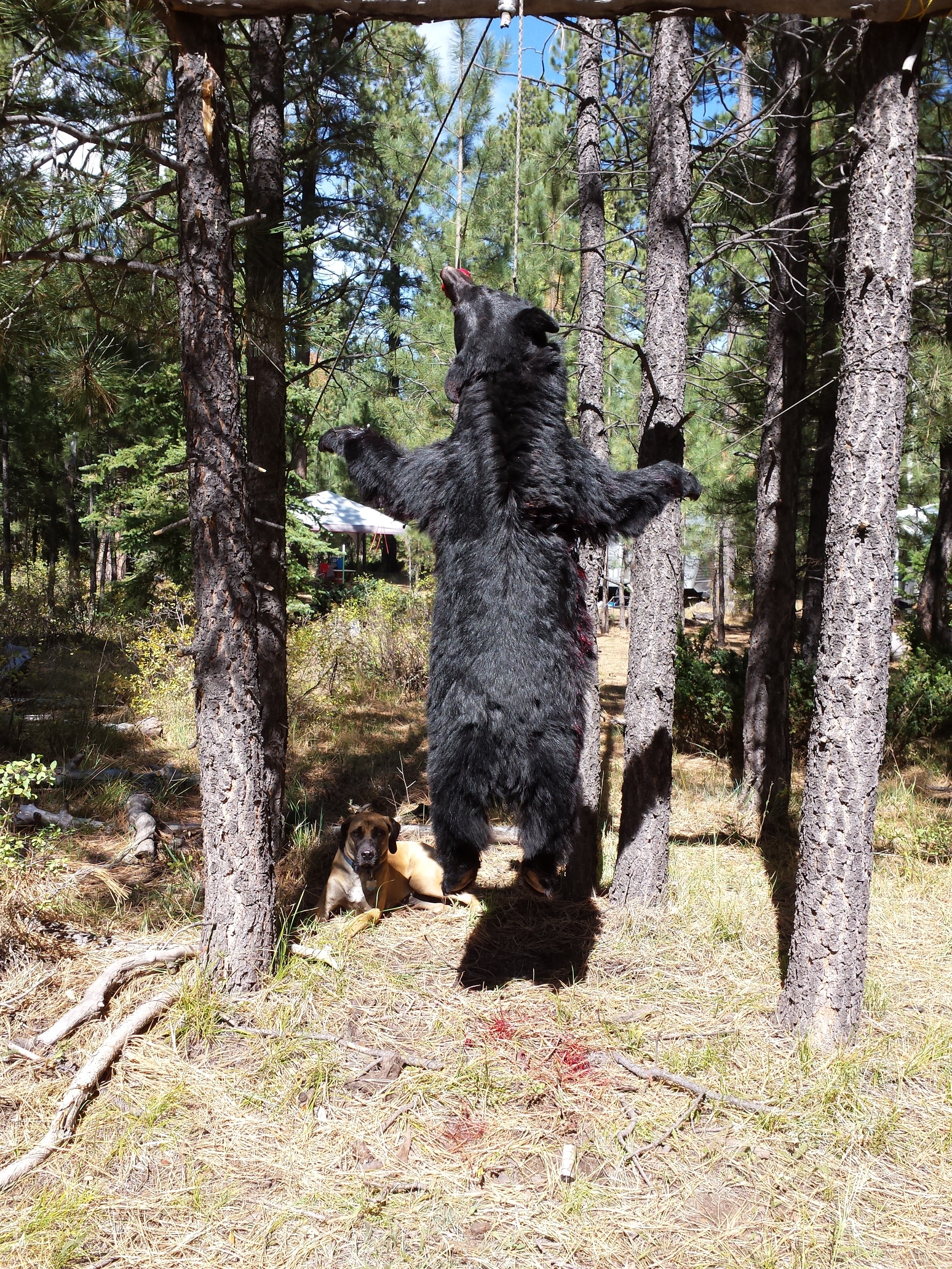 Colorado outfitting business for sale near Montrose, CO has elk, deer, bear hunting
