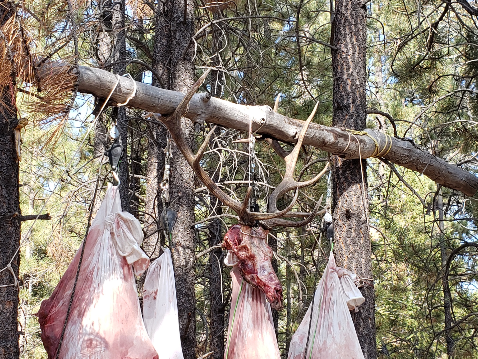 Colorado outfitting business for sale near Montrose, CO has elk, deer, bear hunting
