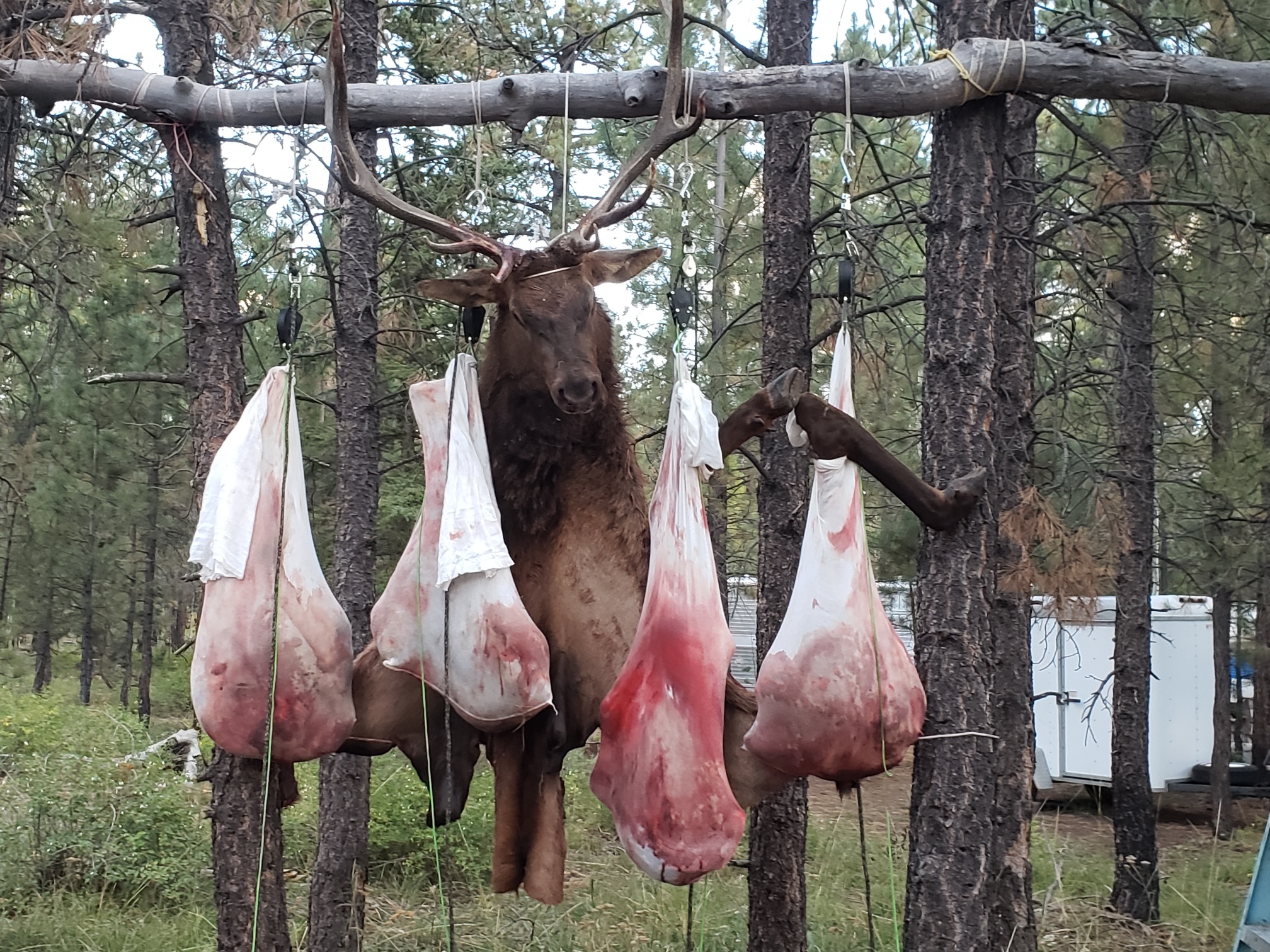 Colorado outfitting business for sale near Montrose, CO has elk, deer, bear hunting