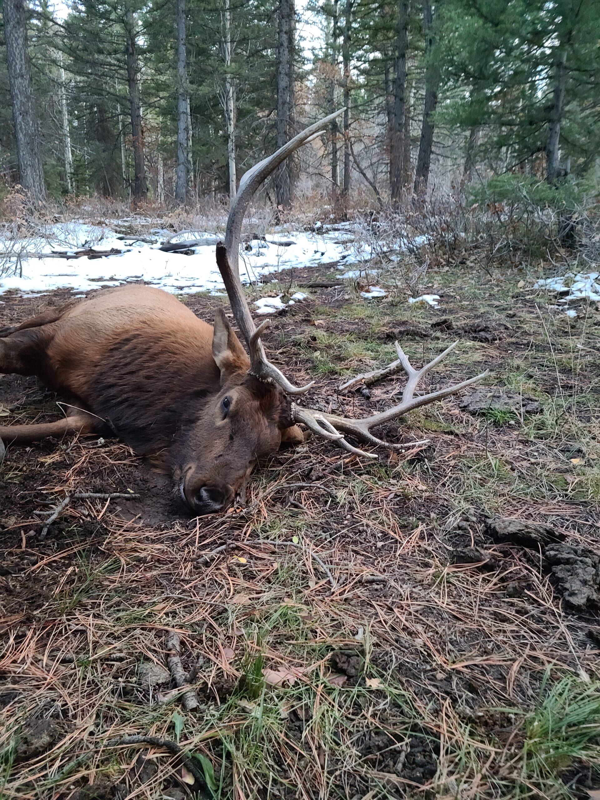 Colorado outfitting business for sale near Montrose, CO has elk, deer, bear hunting