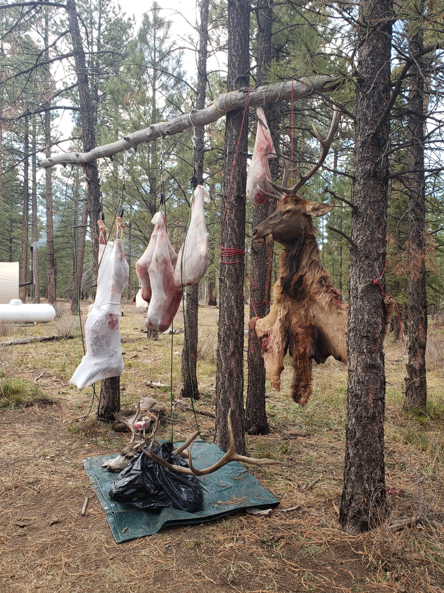 Colorado outfitting business for sale near Montrose, CO has elk, deer, bear hunting
