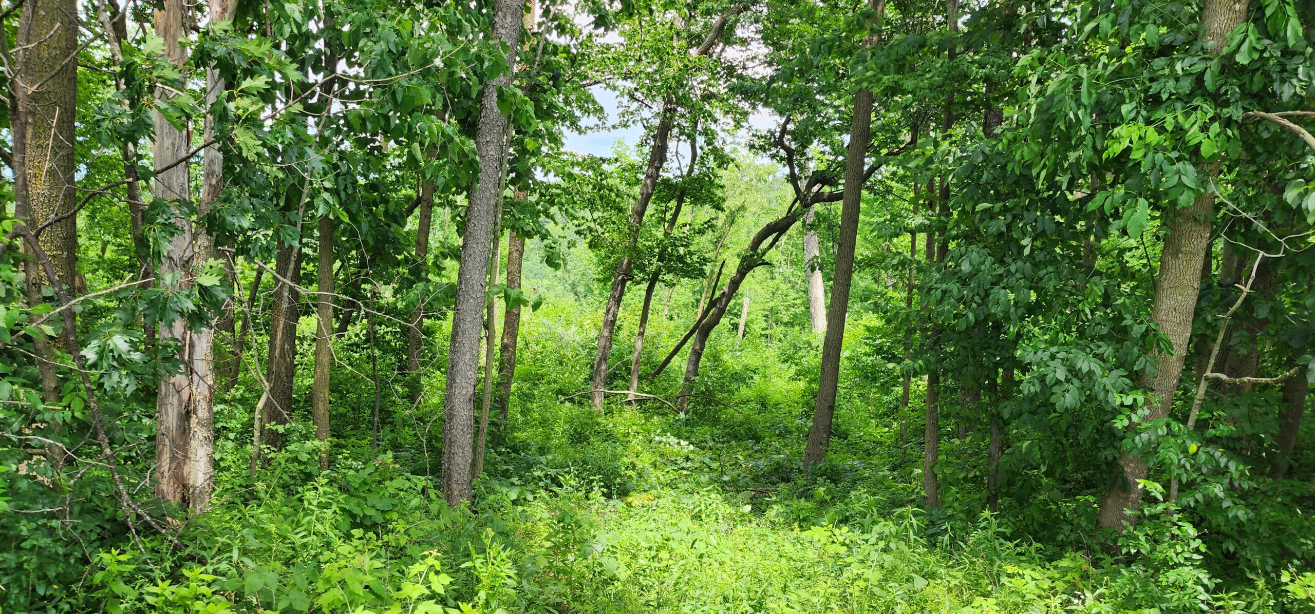 60.07 Acres of Ridgetop Land 45-acres Tillable & 14-Acres Woods