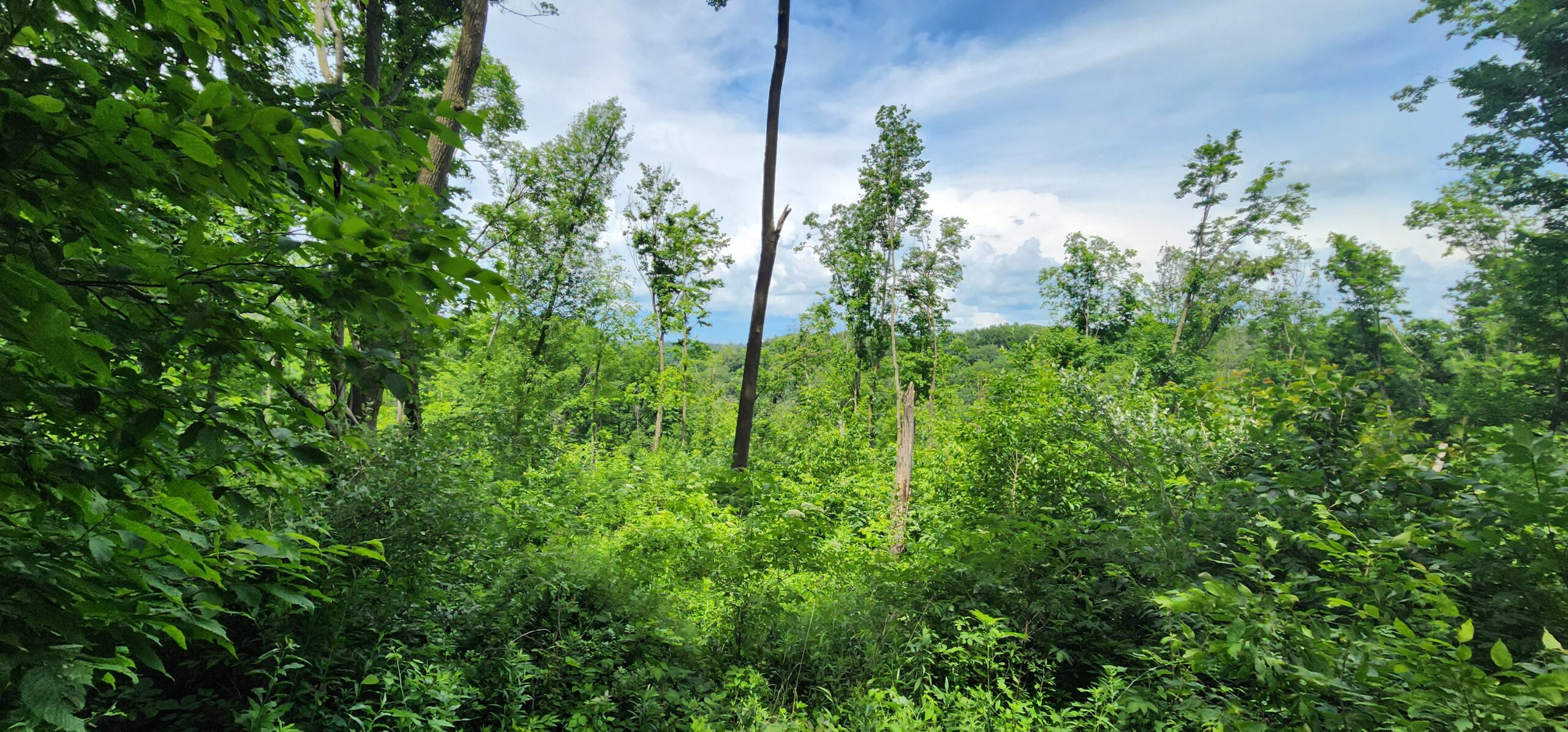 60.07 Acres of Ridgetop Land 45-acres Tillable & 14-Acres Woods