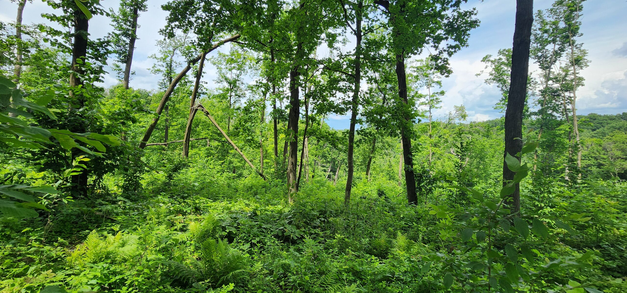 60.07 Acres of Ridgetop Land 45-acres Tillable & 14-Acres Woods