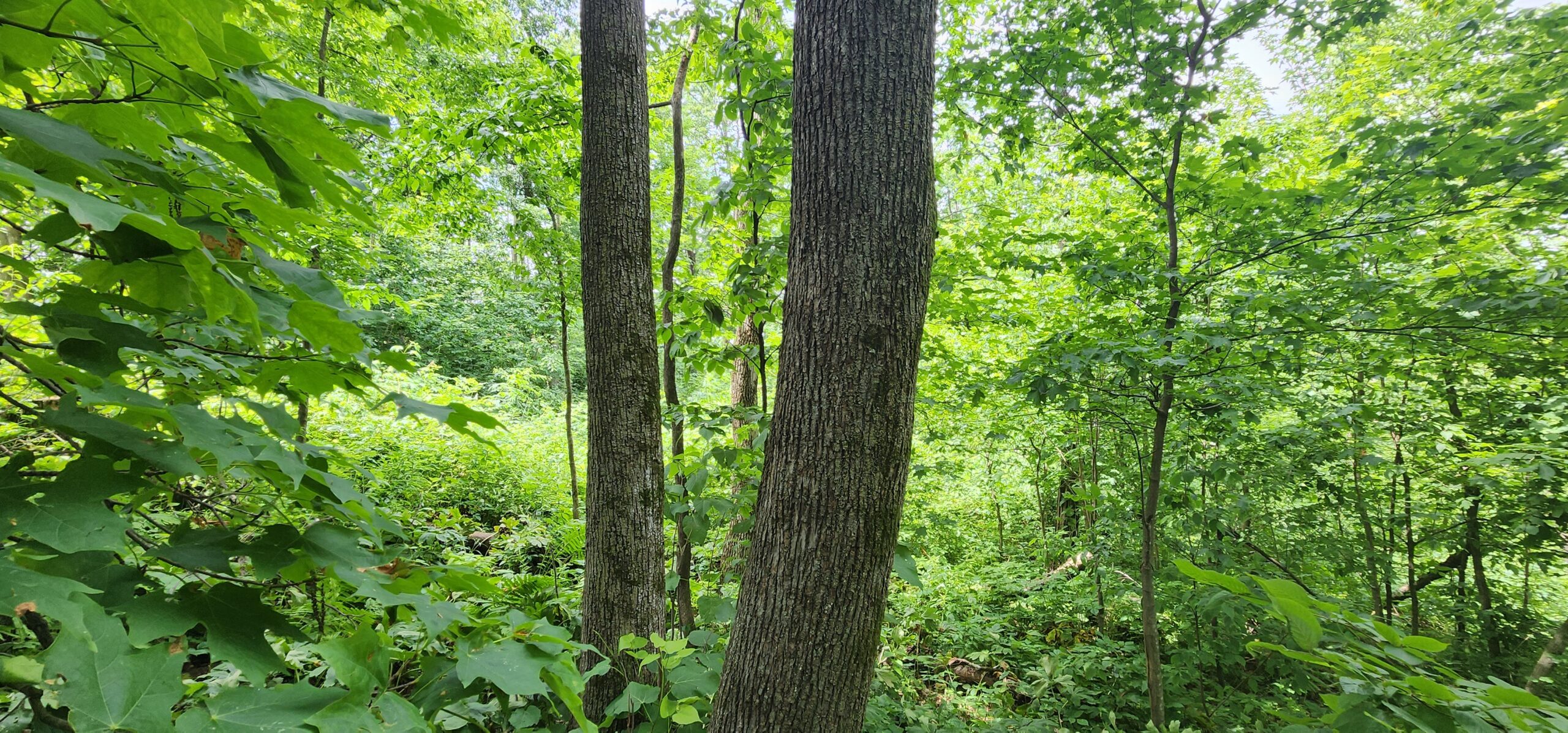 60.07 Acres of Ridgetop Land 45-acres Tillable & 14-Acres Woods