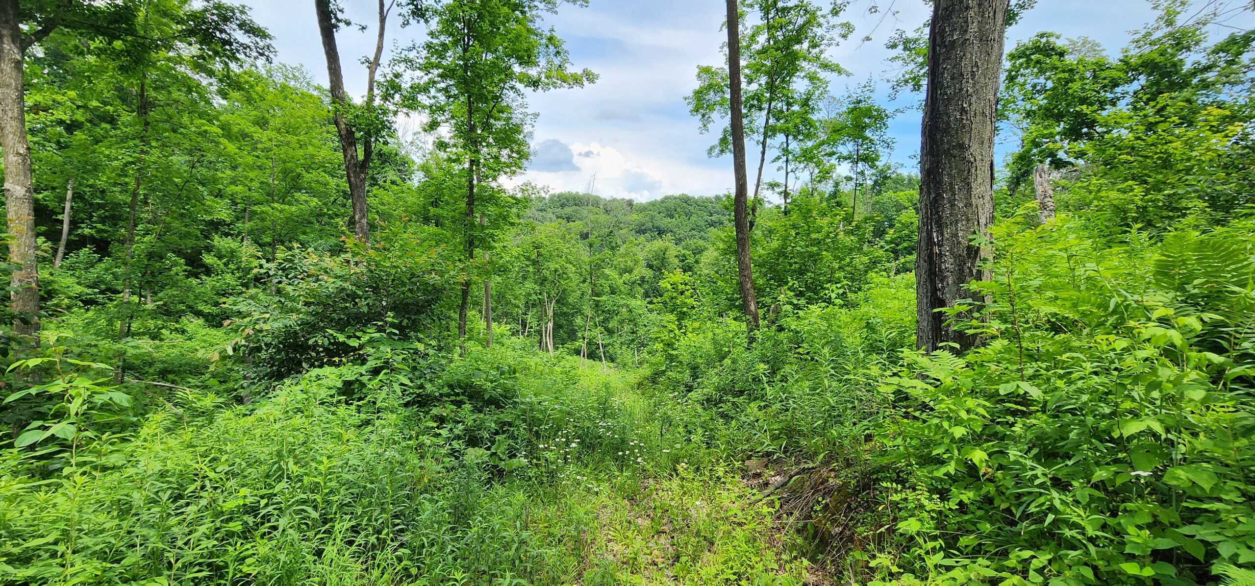 60.07 Acres of Ridgetop Land 45-acres Tillable & 14-Acres Woods