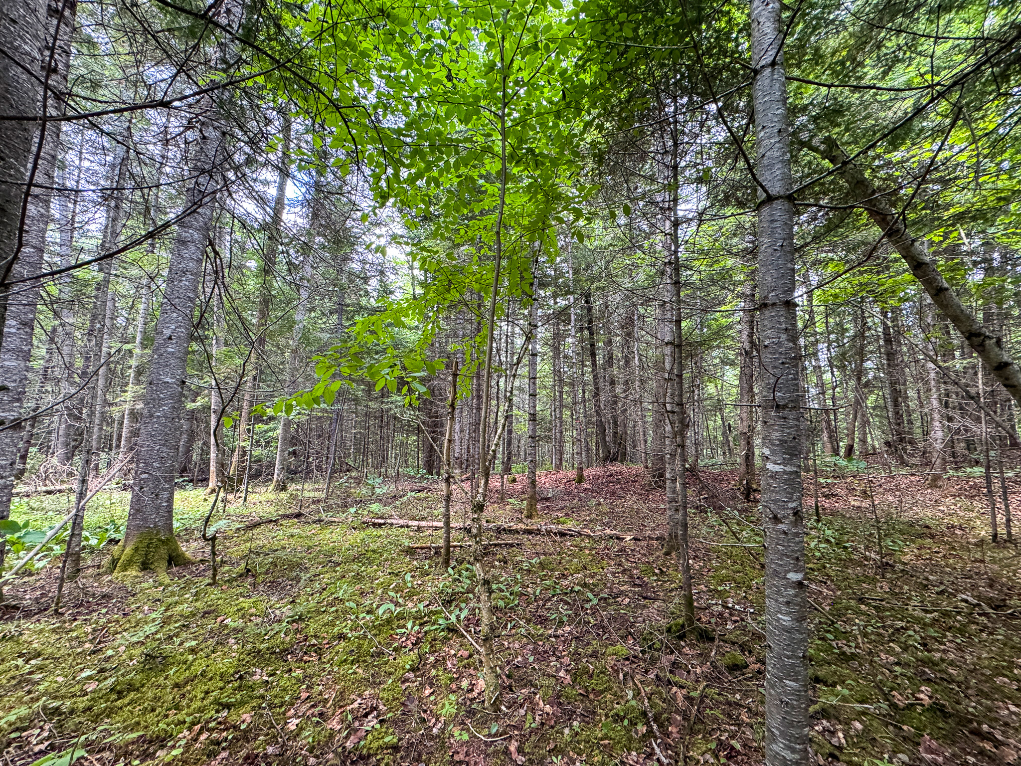 Private Cabin Retreat on 20 Acres with Stream Frontage
