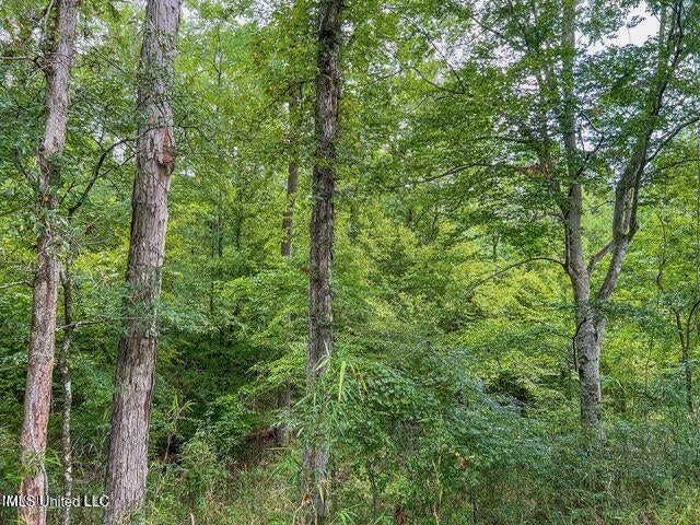 95 Acres of Prime Hunting Property in Hinds County