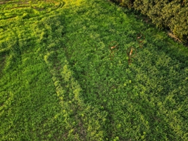 Land For Sale Barton County, MO 160± acres
