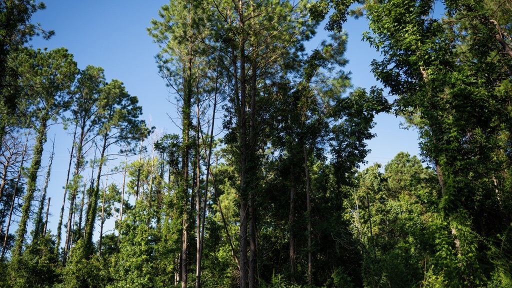 Gloster MS Hunting & Investment Land for Sale – 84 Acres
