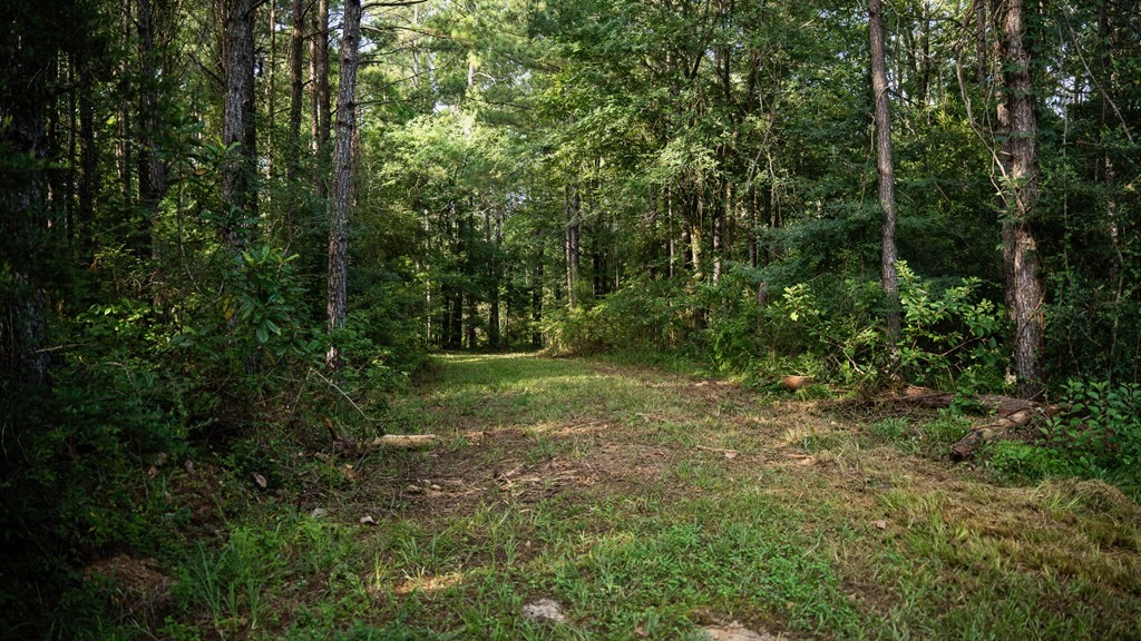 Hunting Land in Woodville, MS – 125 Acres for Sale