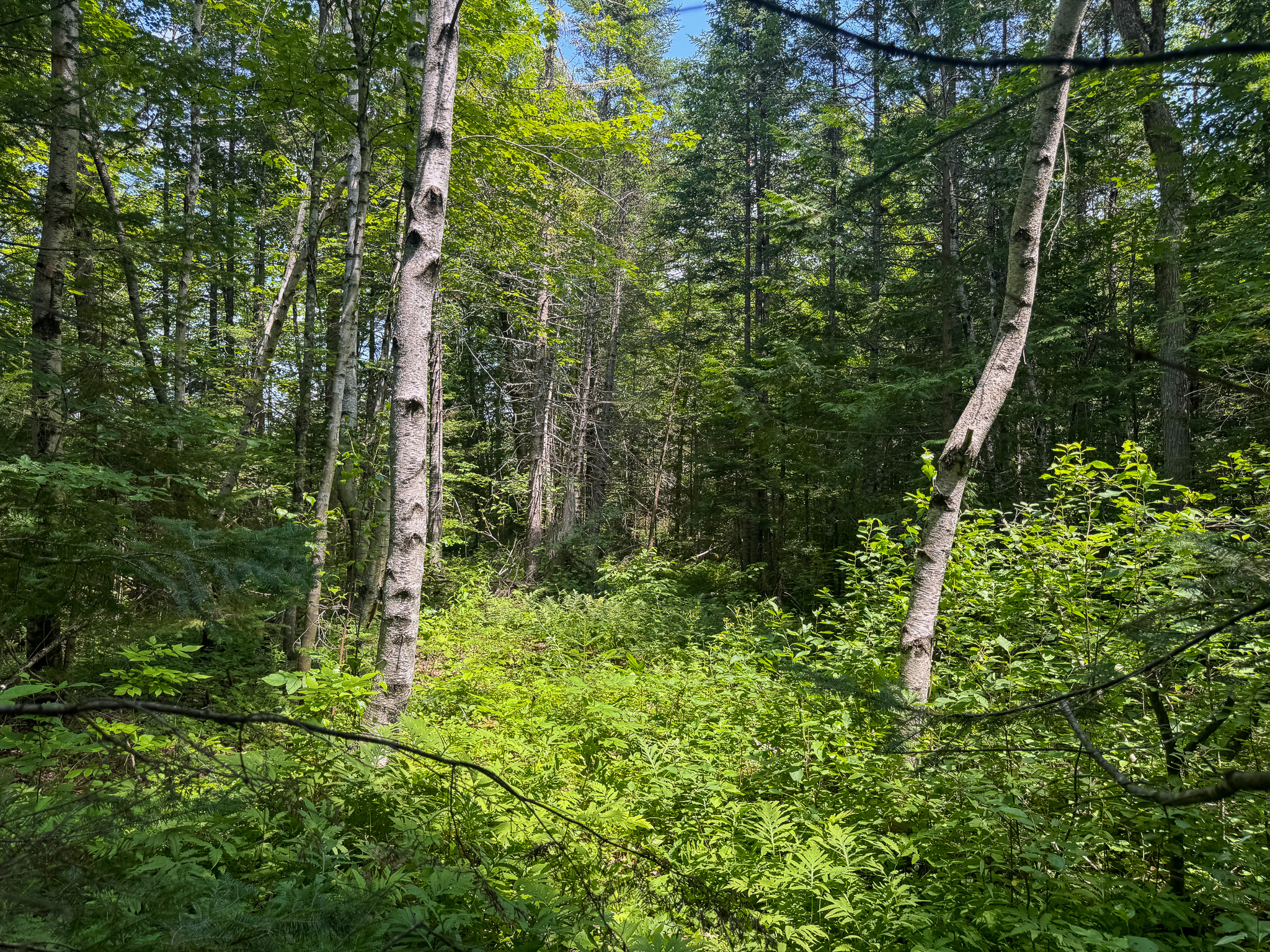Maine Hunting and Recreational Timberland for Sale | 152± Acres in Carroll Plantation