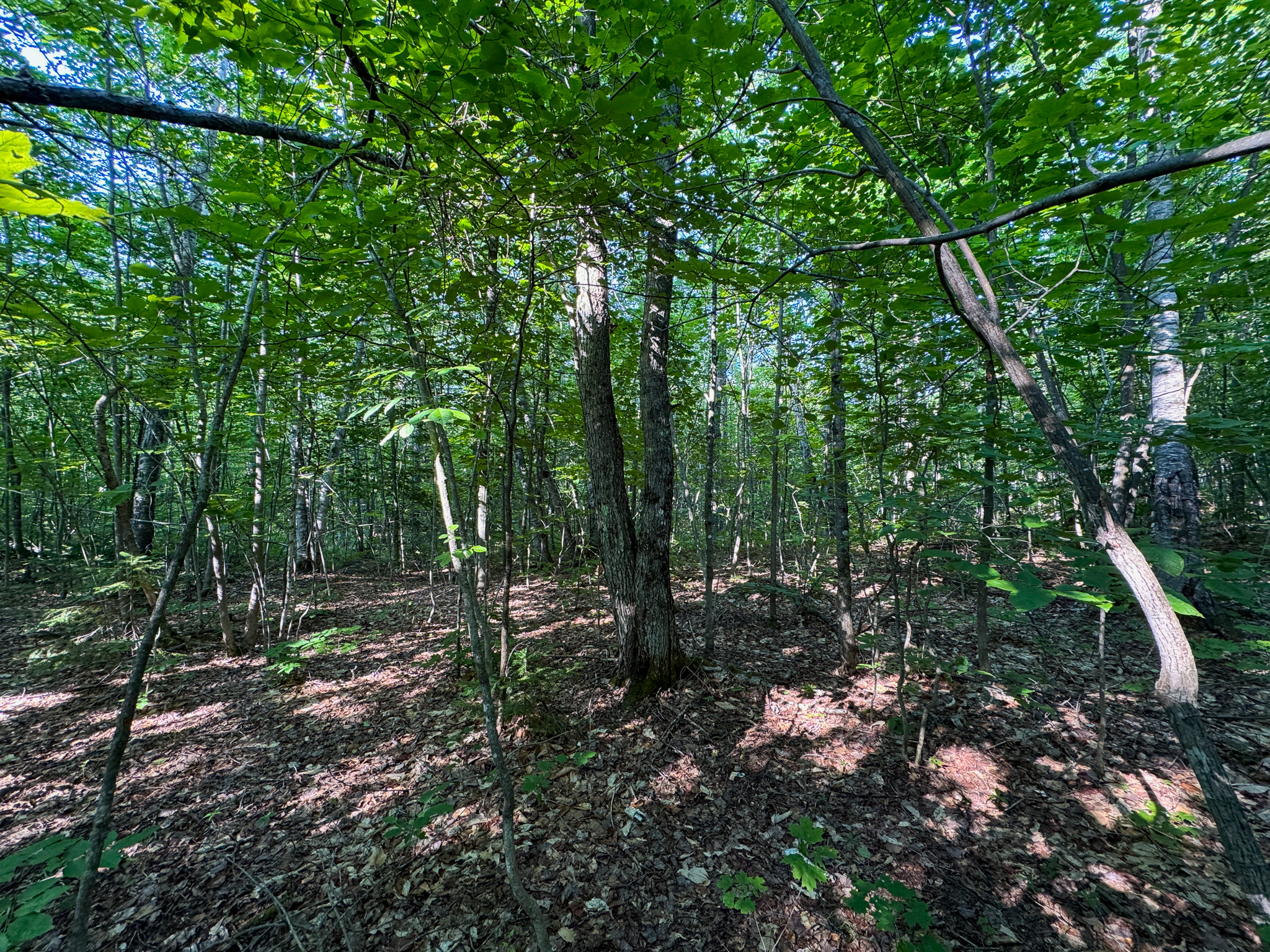 Off-Grid Cabin with 150± Acres Bordering Mount Chase