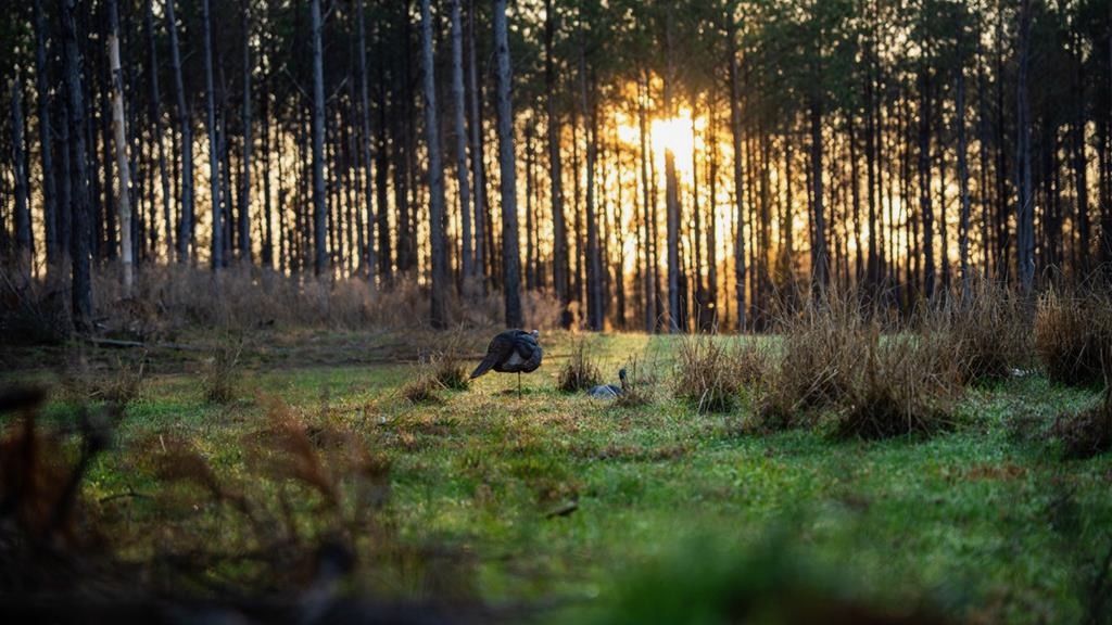 Amite County Hunting Land – The Winding 41