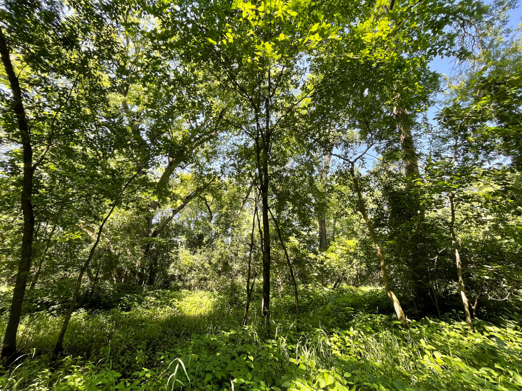 71.8-Acre Heavily Wooded Hunting Parcel with 4,500 Ft of St. Francis River Frontage
