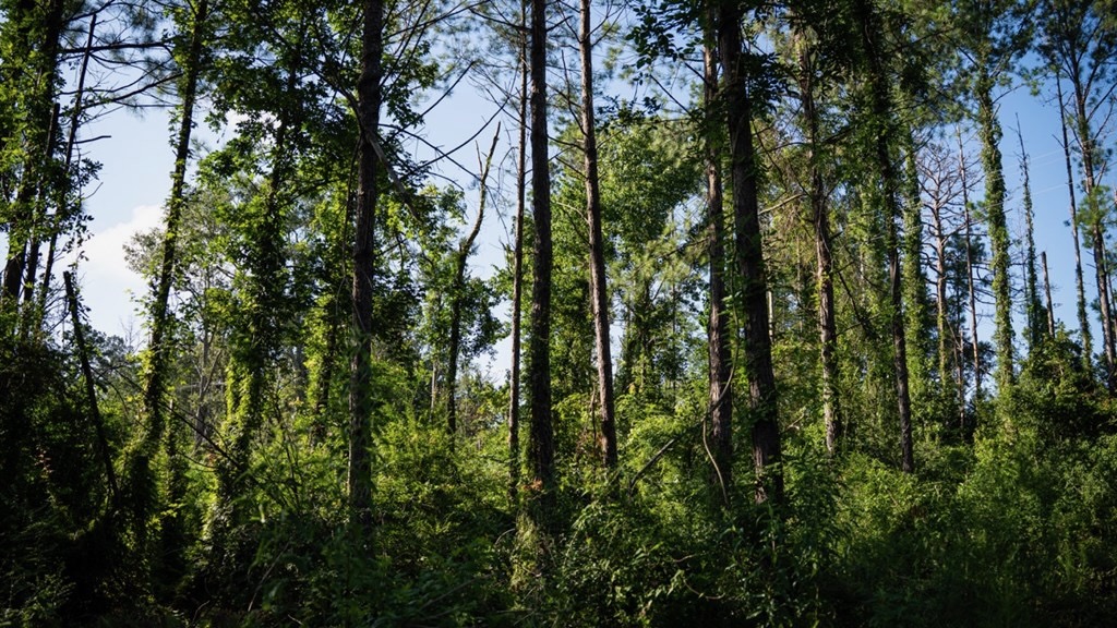 Gloster MS Hunting & Investment Land for Sale – 84 Acres