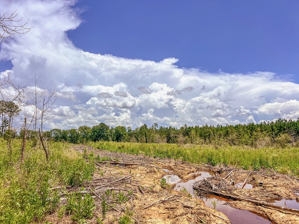 Land for Sale in Amite County, MS