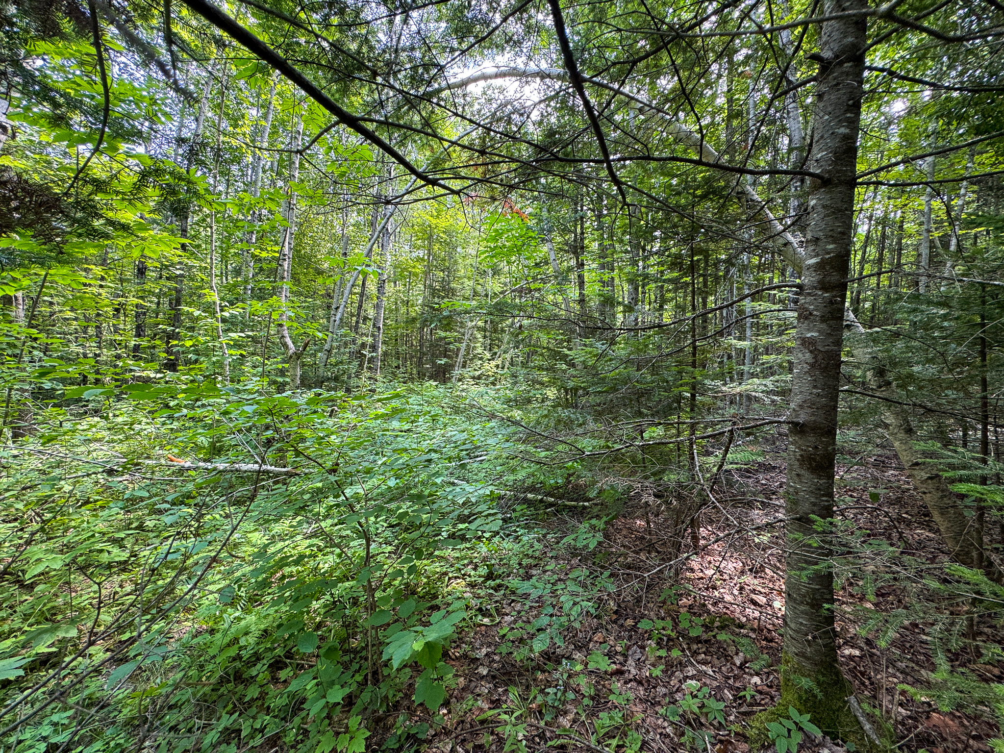 Maine Hunting and Recreational Timberland for Sale | 152± Acres in Carroll Plantation