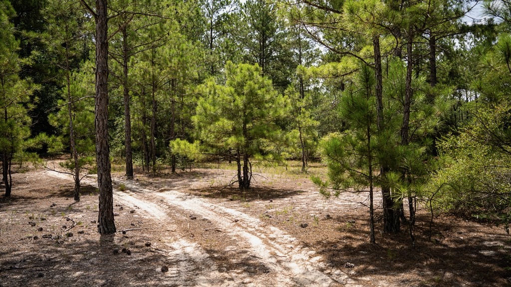 Clear Lake Land in East Feliciana Parish, Louisiana
