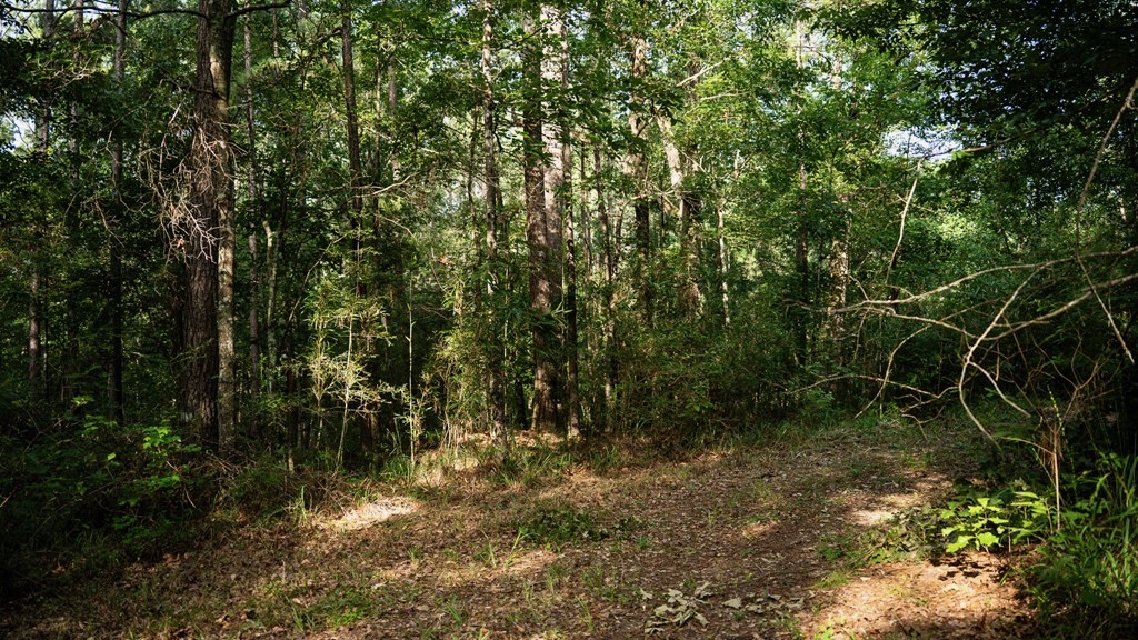 Hunting Land in Woodville, MS – 125 Acres for Sale