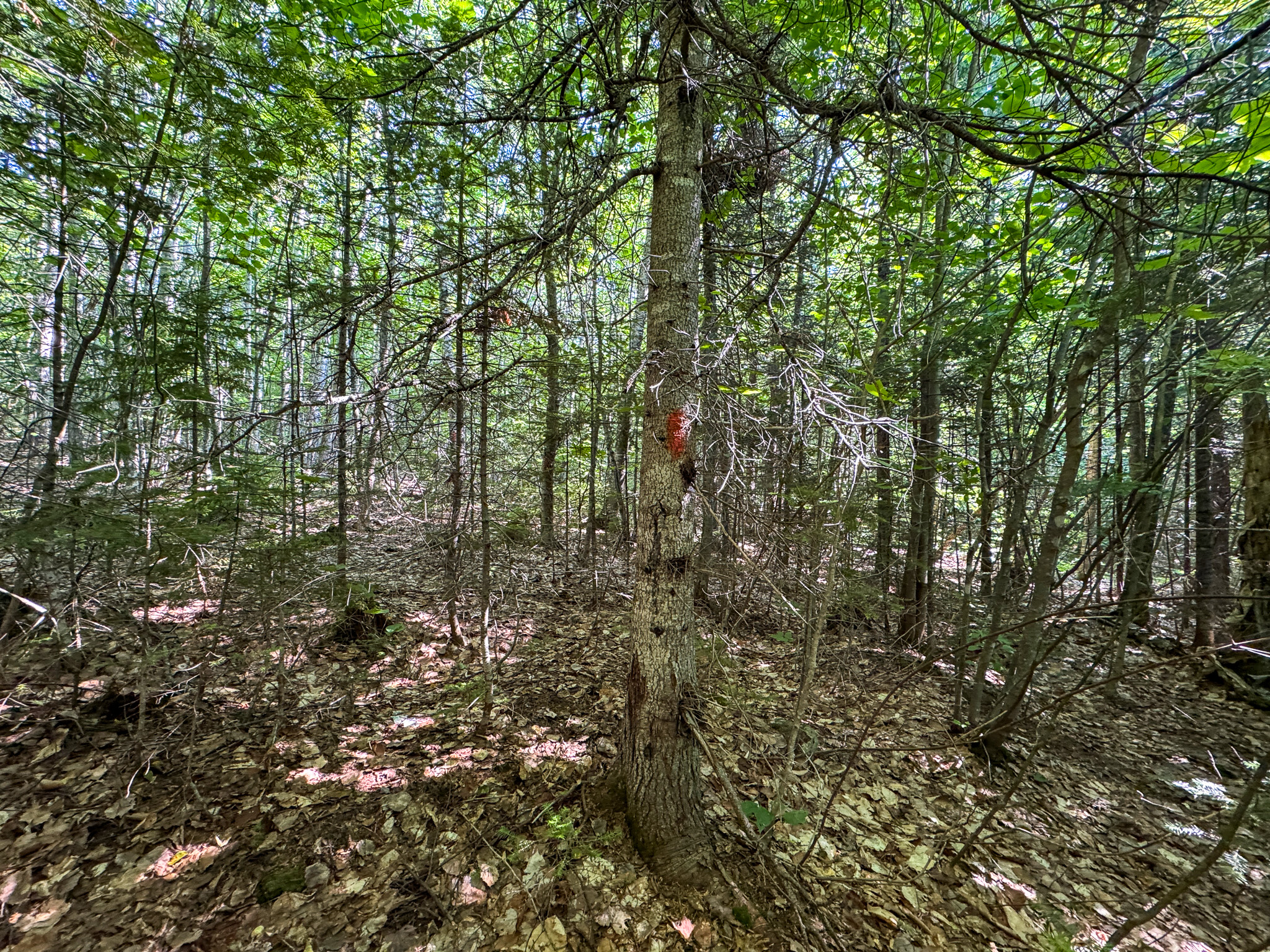 80± Acres of Off-Grid Mountain Land in Mount Chase, Maine