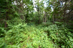 Land For Sale Barton County, MO 160± acres