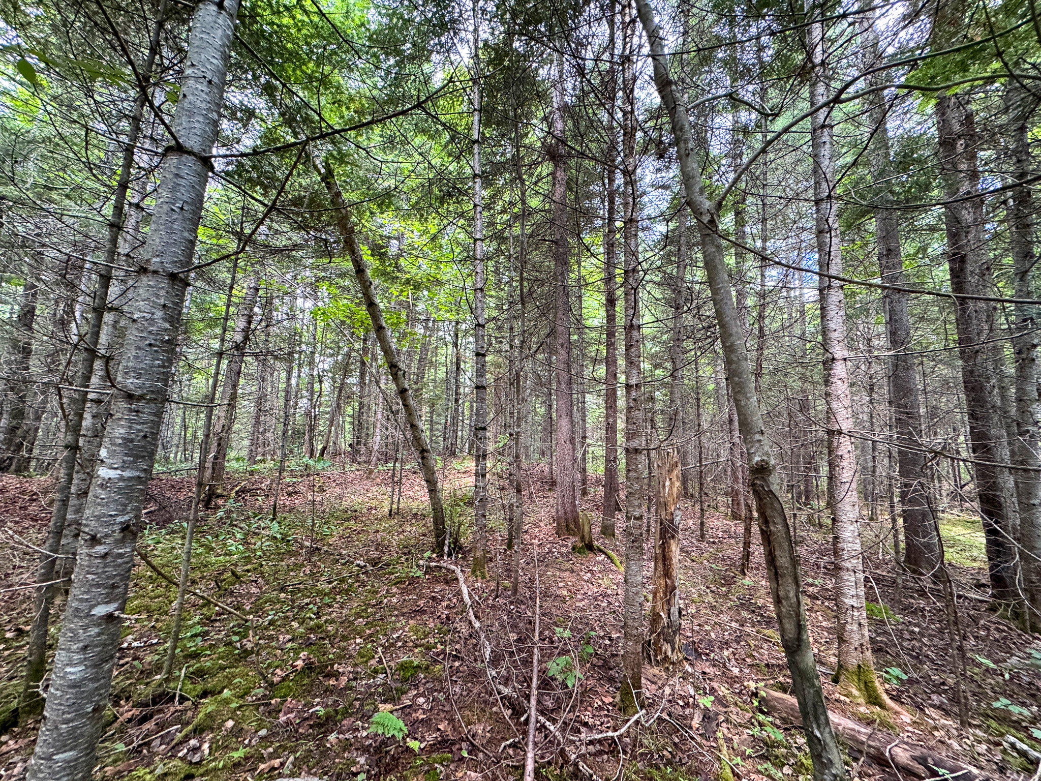 Private Cabin Retreat on 20 Acres with Stream Frontage