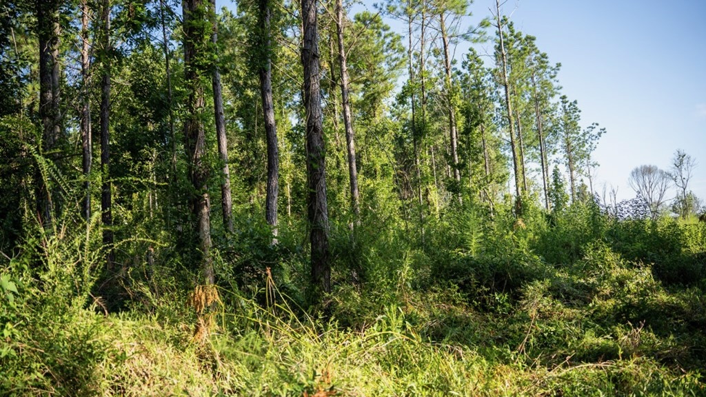 Gloster MS Hunting & Investment Land for Sale – 84 Acres