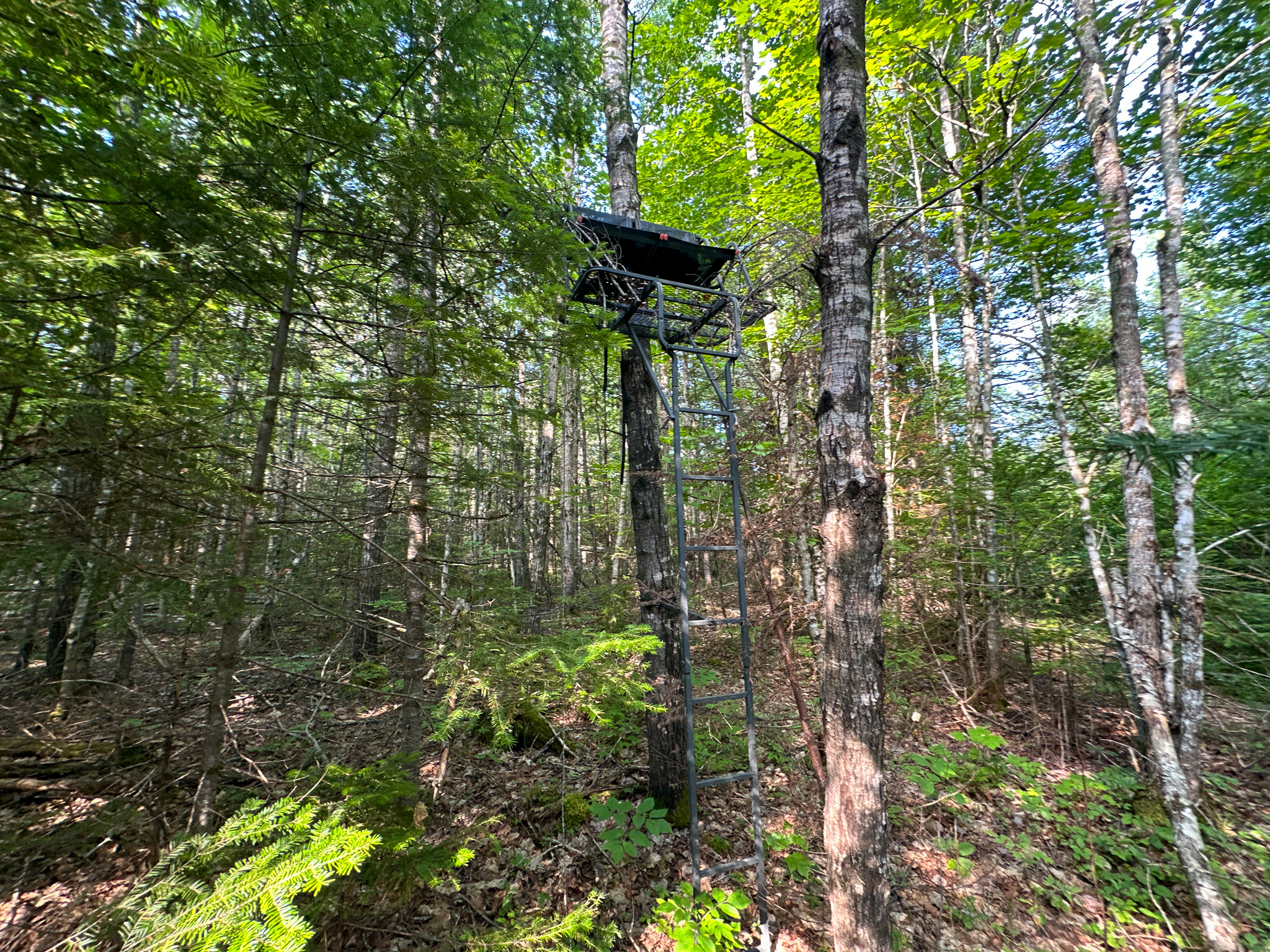Maine Hunting and Recreational Timberland for Sale | 152± Acres in Carroll Plantation