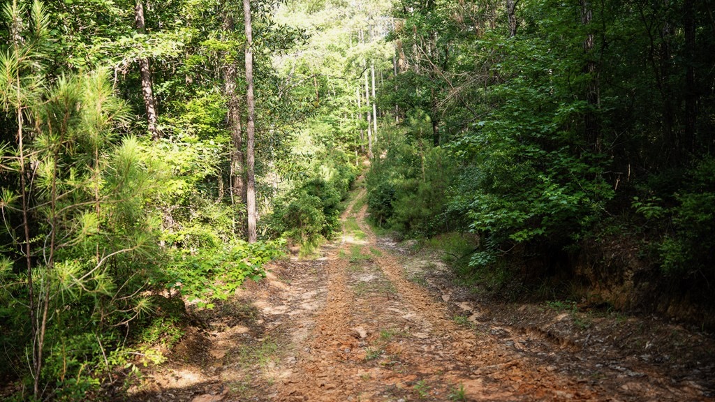 Hunting Land in Woodville, MS – 125 Acres for Sale