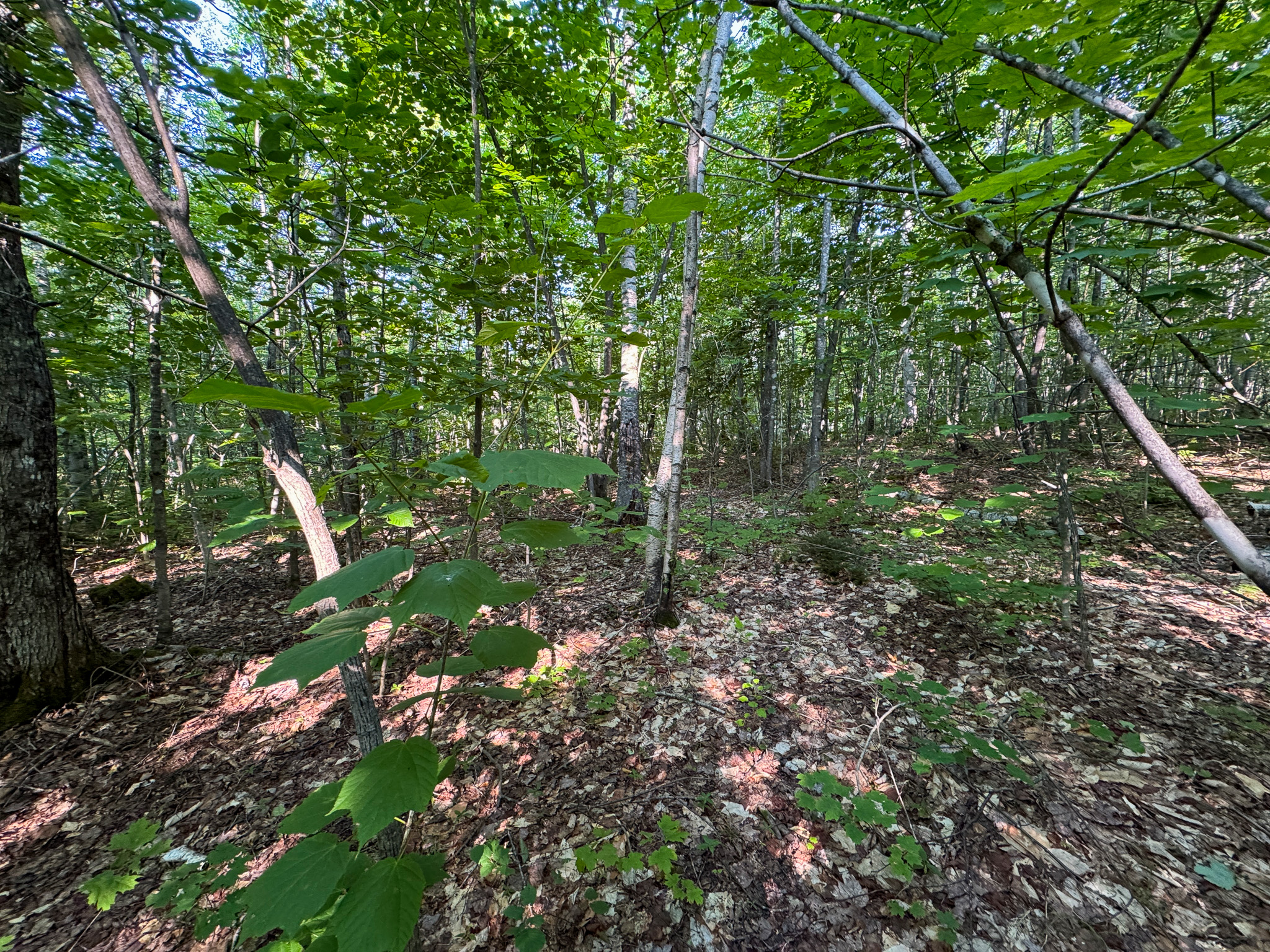 Off-Grid Cabin with 150± Acres Bordering Mount Chase