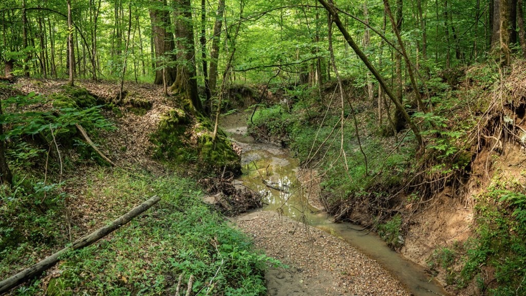 Hunting Land in Claiborne County, MS – The Reagan Tract