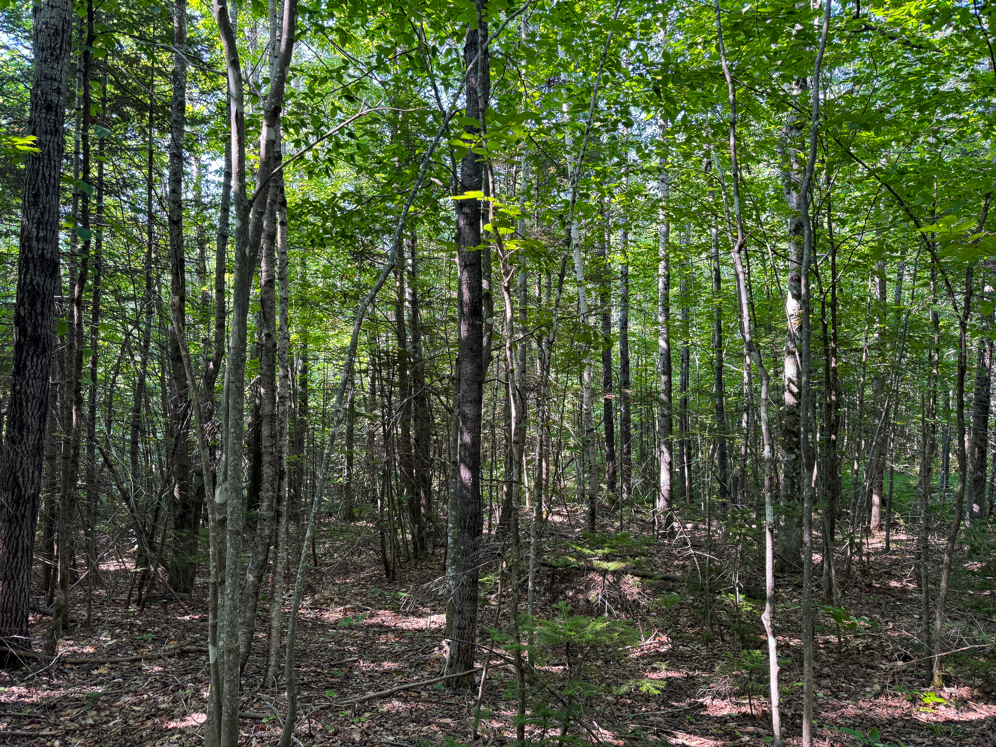 80± Acres of Off-Grid Mountain Land in Mount Chase, Maine