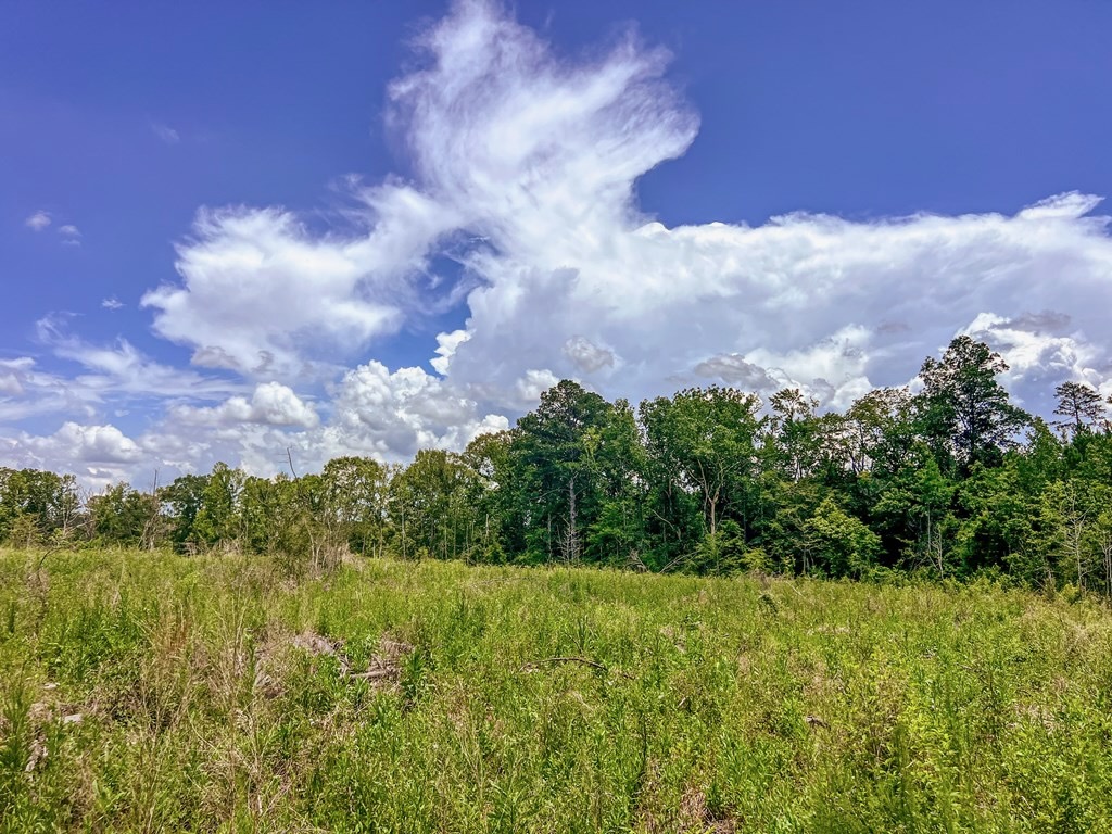Land for Sale in Amite County, MS