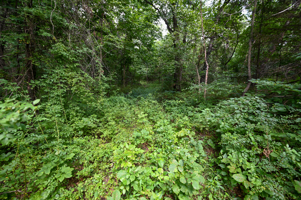 Land For Sale Barton County, MO 160± acres