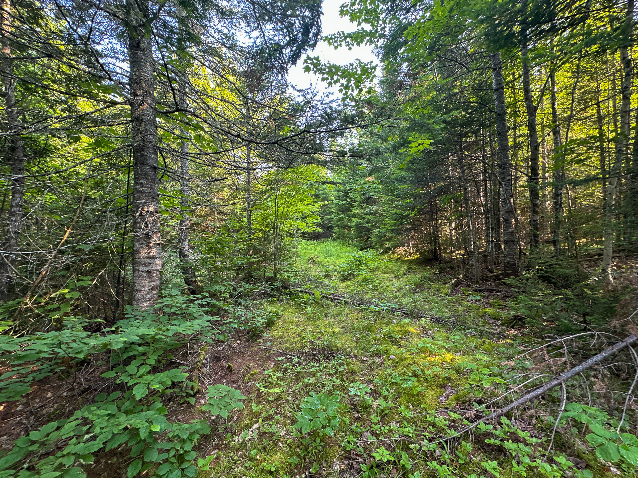 Maine Hunting and Recreational Timberland for Sale | 152± Acres in Carroll Plantation