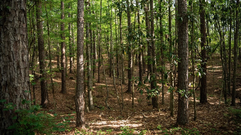 Hunting Land in Woodville, MS – 125 Acres for Sale