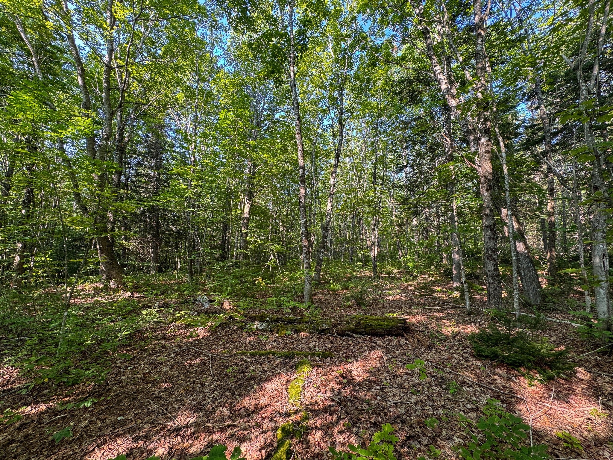 Off-Grid Cabin with 150± Acres Bordering Mount Chase