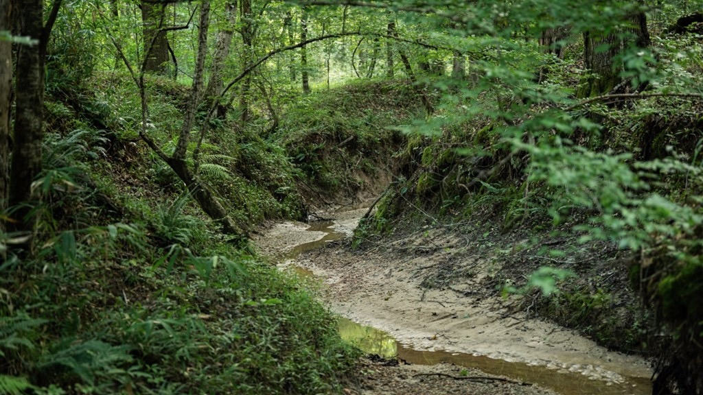 Hunting Land in Claiborne County, MS – The Reagan Tract