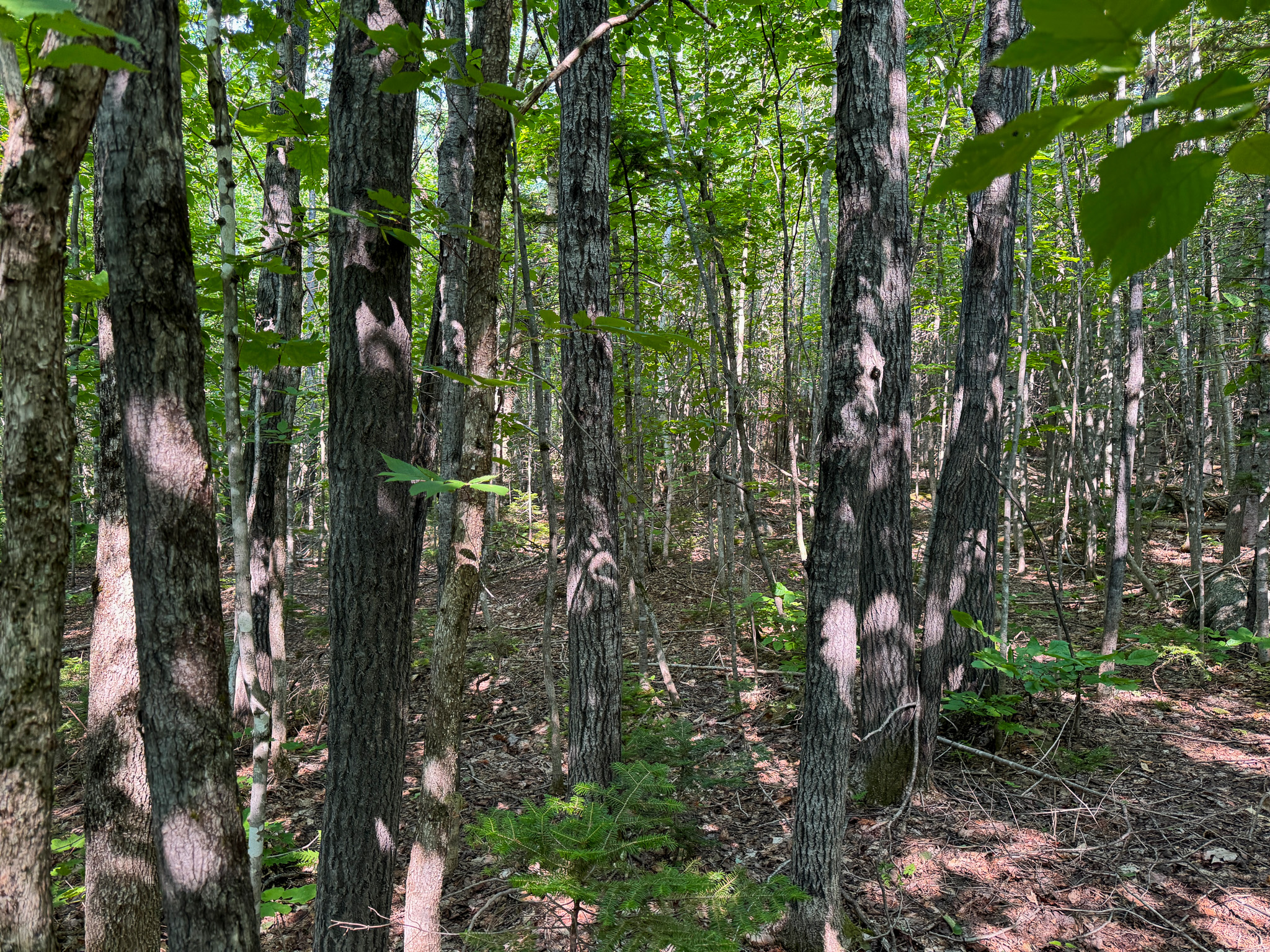 80± Acres of Off-Grid Mountain Land in Mount Chase, Maine
