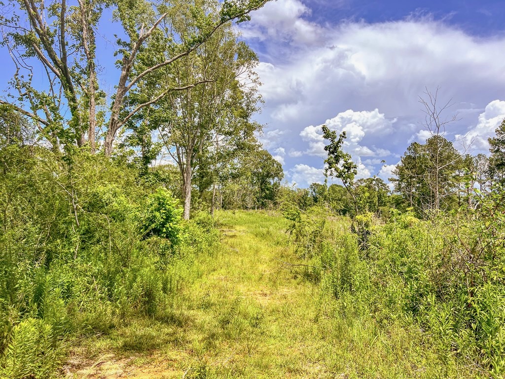 Land for Sale in Amite County, MS