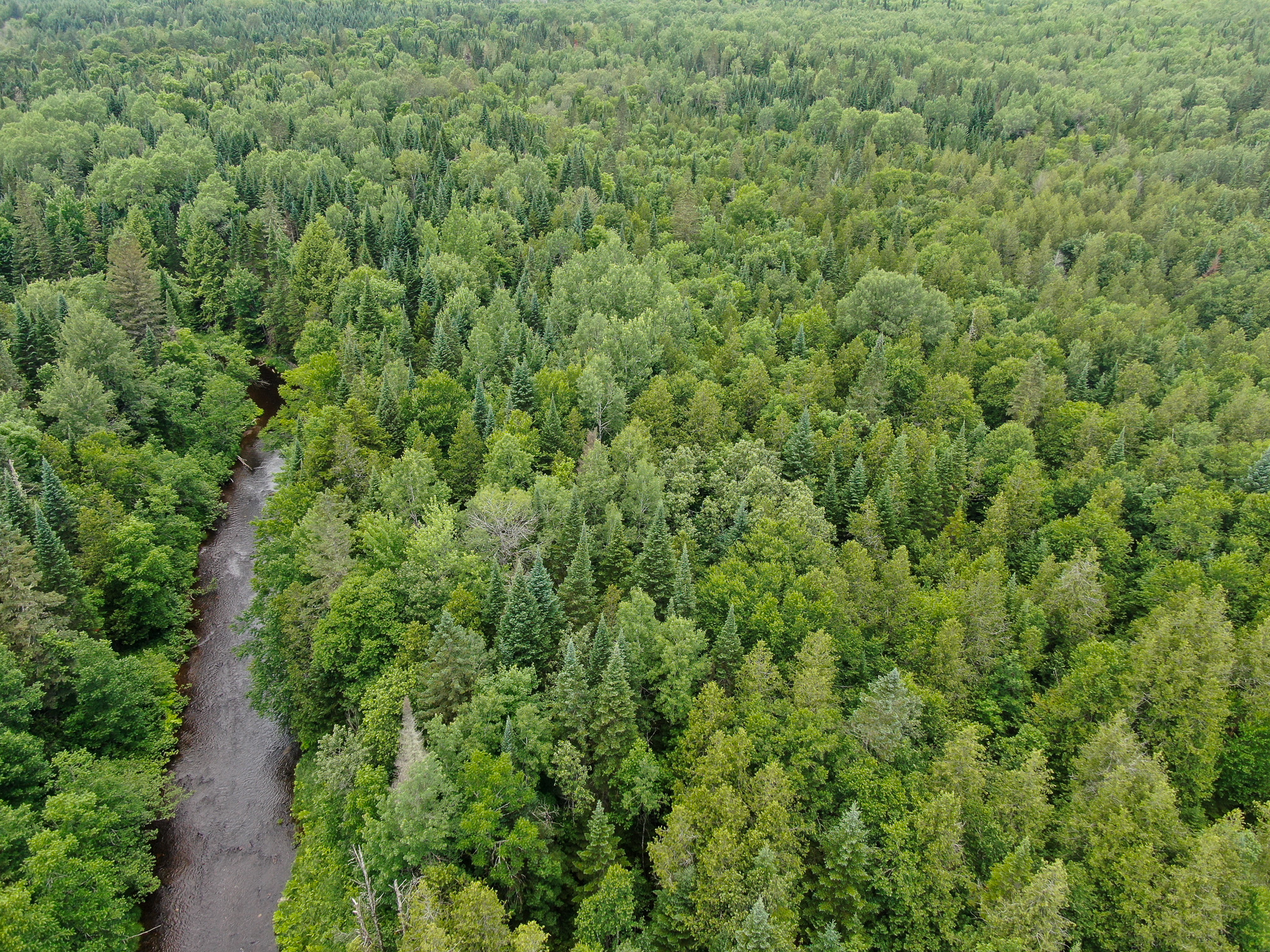 Private Cabin Retreat on 20 Acres with Stream Frontage