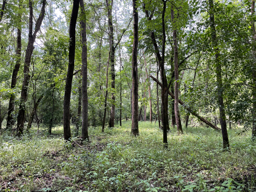 71.8-Acre Heavily Wooded Hunting Parcel with 4,500 Ft of St. Francis River Frontage