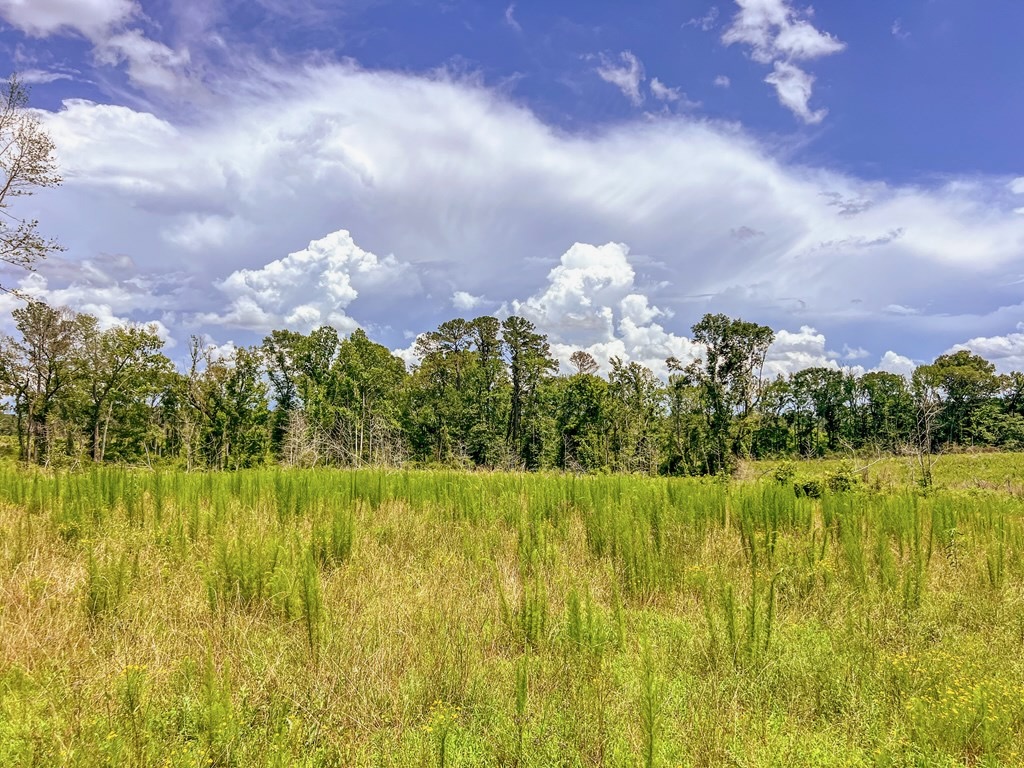 Land for Sale in Amite County, MS