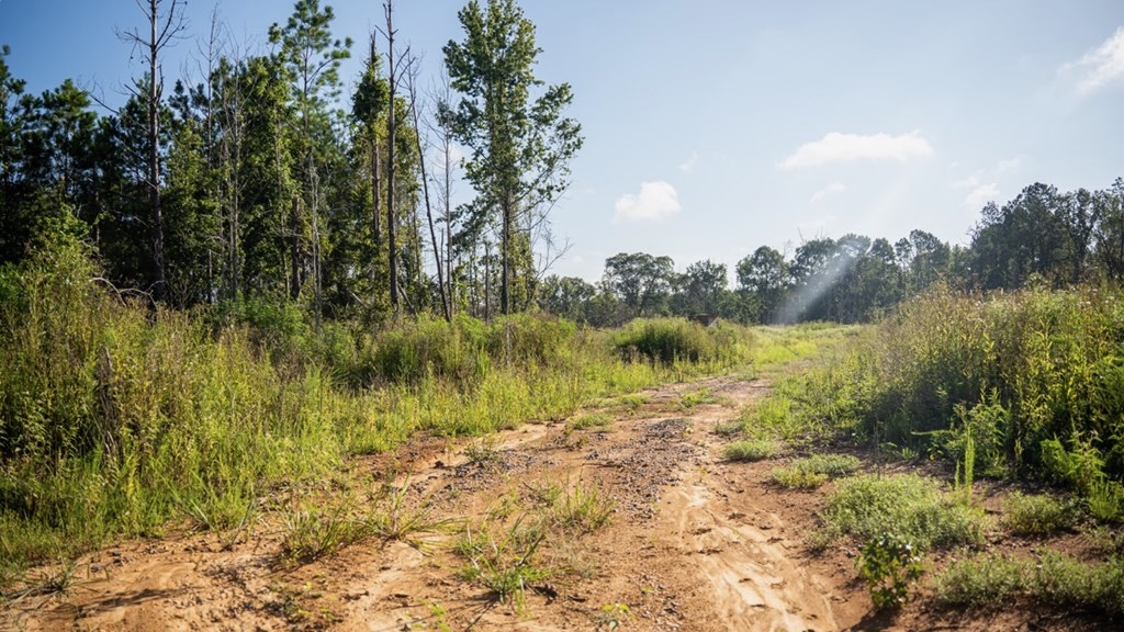 Gloster MS Hunting & Investment Land for Sale – 84 Acres