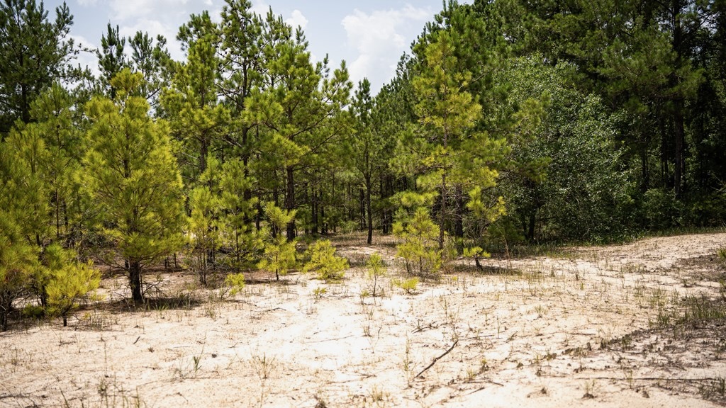 Clear Lake Land in East Feliciana Parish, Louisiana